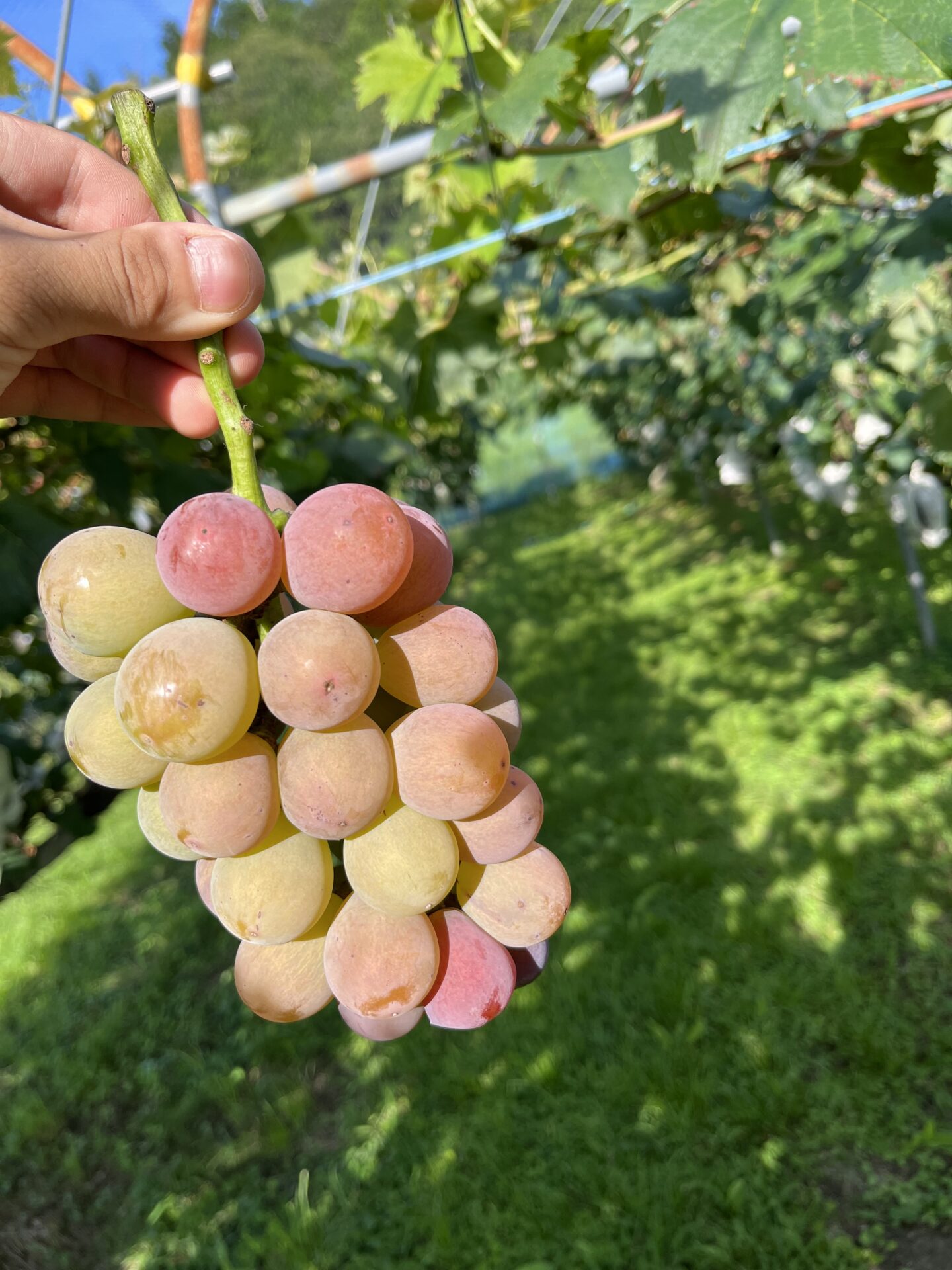 シナノスマイル